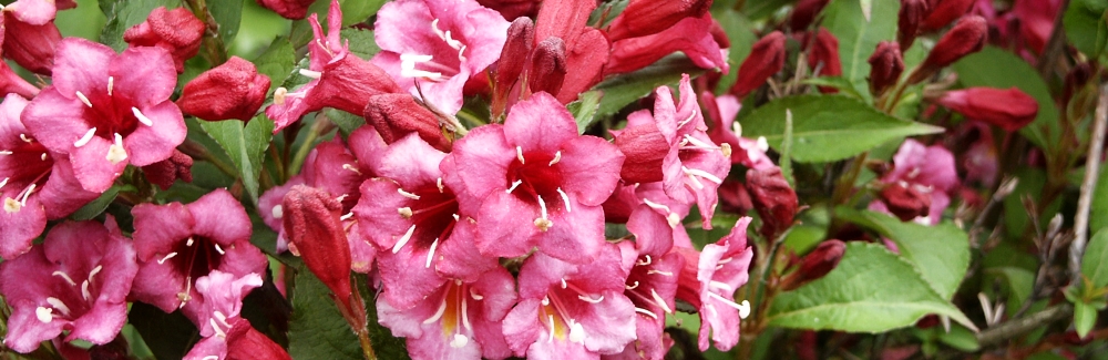 Weigela banner 02